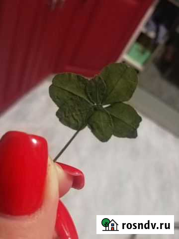 Шестилистный клевер Белгород - изображение 1