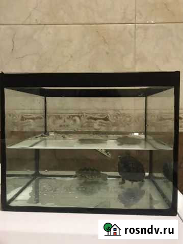 Черапшки с аквариумом Махачкала - изображение 1