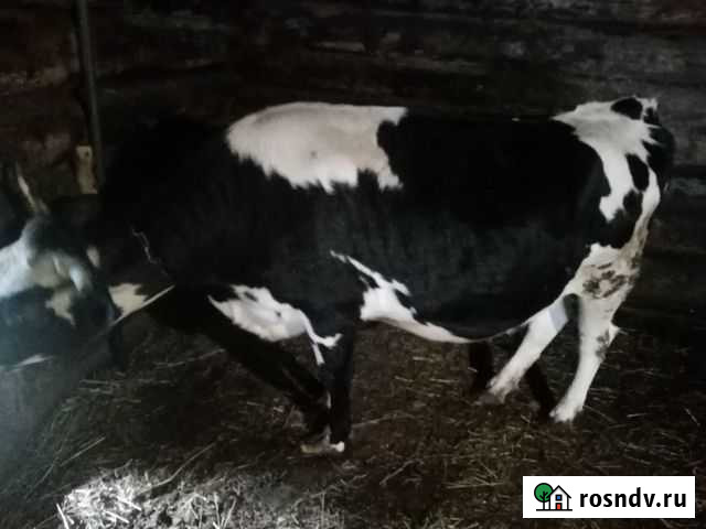 Продам сх животных Бокситогорск - изображение 1