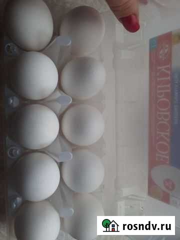 Яичная скорлупа для поделок Екатеринбург - изображение 1