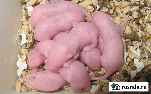 Голыши на корм Ачинск - изображение 1