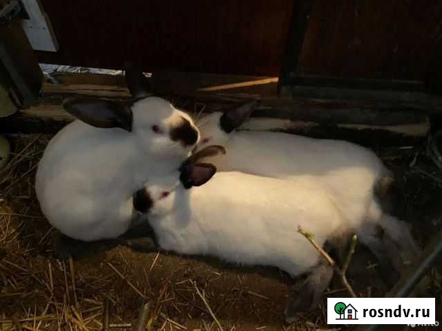 Кролик Хабаровск - изображение 1