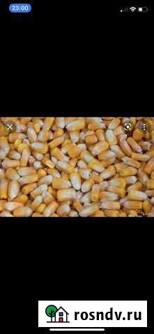 Кукуруза на корм Черный Яр - изображение 1