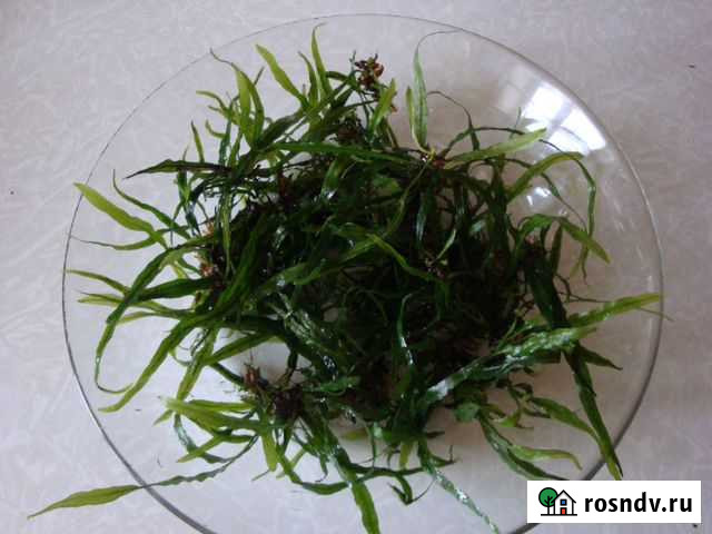 Папоротник узколистный, растение для аквариума Вологда - изображение 1