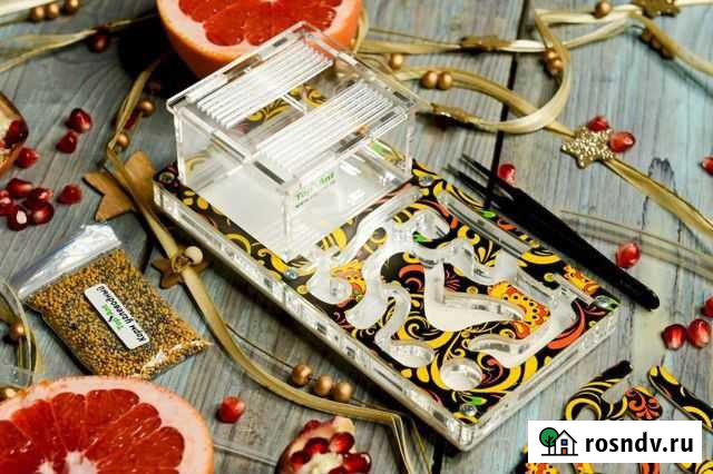 Муравьиная ферма Формикарий Волжский - изображение 1