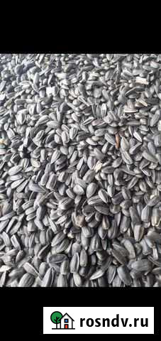 Подсолнечник кондитерский Рубцовск - изображение 1