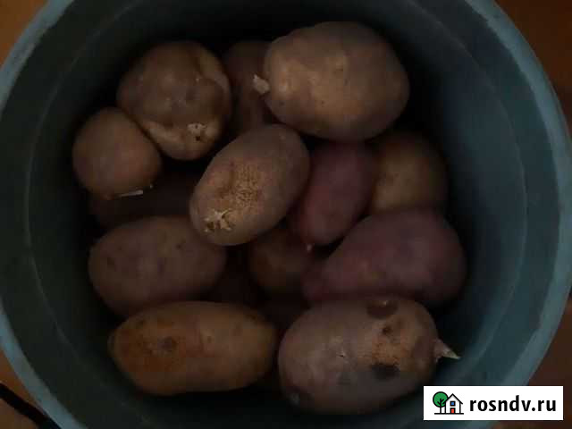 Продам картофель Кунгур - изображение 1