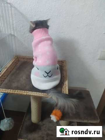 Свитер и носочки для собачки/кошки Москва - изображение 1