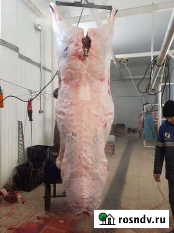 Мясо говядина Давлеканово - изображение 1