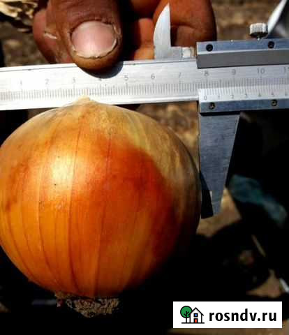 Лук оптом Батайск - изображение 1