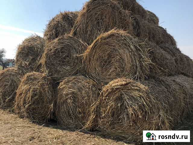 Сено в рулонах Ольгинская - изображение 1