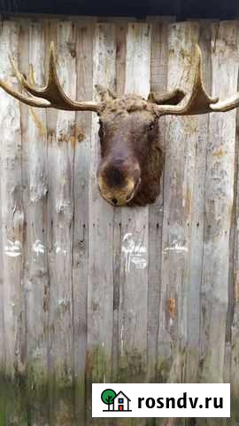 Чучело Лося Гаврилов Посад - изображение 1