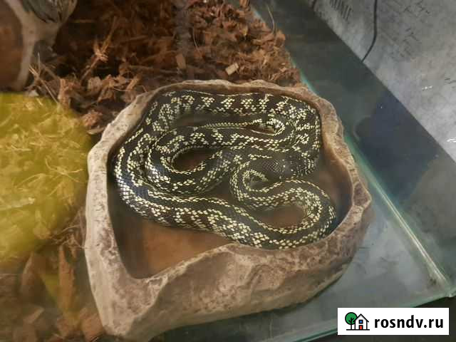 Змея королевская великолепная Санкт-Петербург - изображение 1