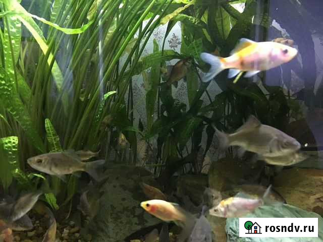 Мальки золотых рыбок - комет Томск - изображение 1