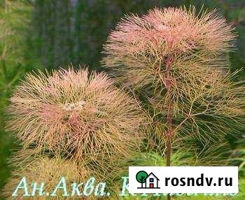 Аквариумные растения Таганрог - изображение 1