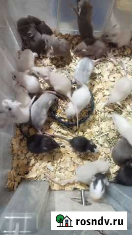 Крысята сиамские и других окрасов. Клетки Тверь - изображение 1