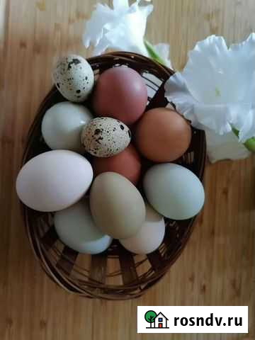 Домашнее наисвежайшее диетическое куриное яйцо Маркова - изображение 1