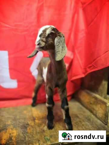 Англо Нубийская дойная коза и козлята Магнитогорск - изображение 1