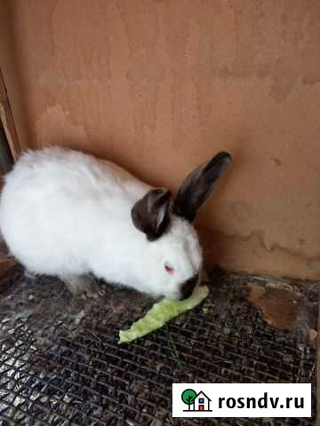 Продам крольчиху Калифорния Елец - изображение 1