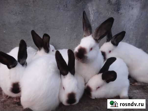 Кролики Зеленоградск - изображение 1