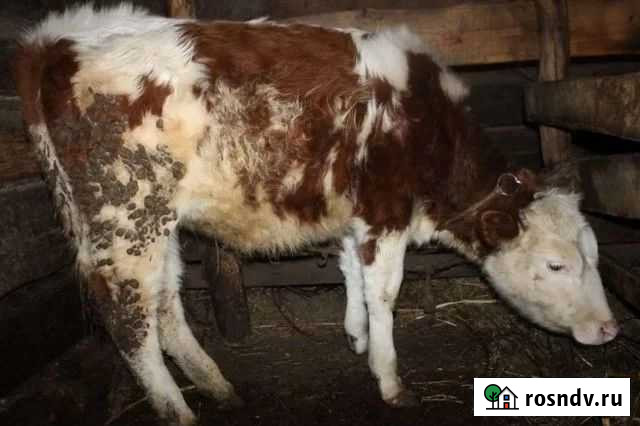 Телка годовалая Займище - изображение 1