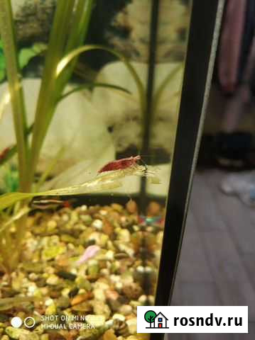 Аквариумные креветки Балашиха - изображение 1