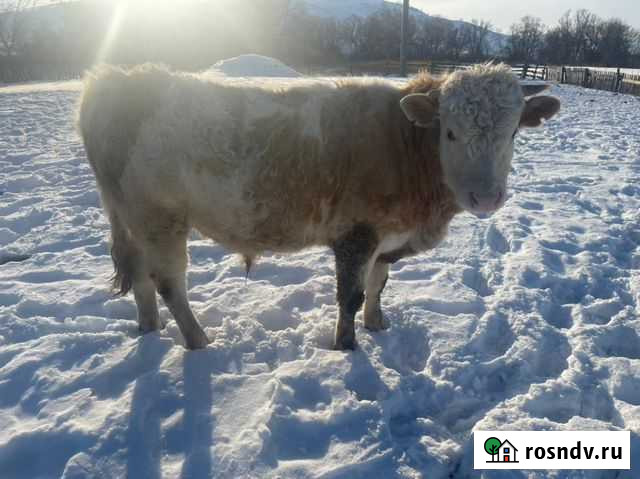 Коровы быки на племя, мясо Аскарово - изображение 1