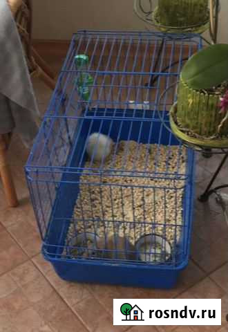 Декоративная крыса Томск - изображение 1