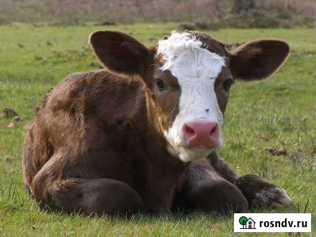 Телята оптом Мальчевская - изображение 1