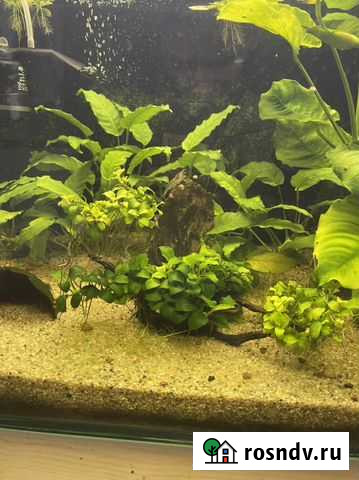 Аквариум Москва - изображение 1