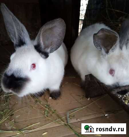 Кролики Новоминская - изображение 1