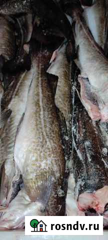 Треска потр бг Мурманск - изображение 1