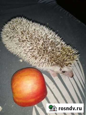 Карликовые африканские ежата Белогорск - изображение 1