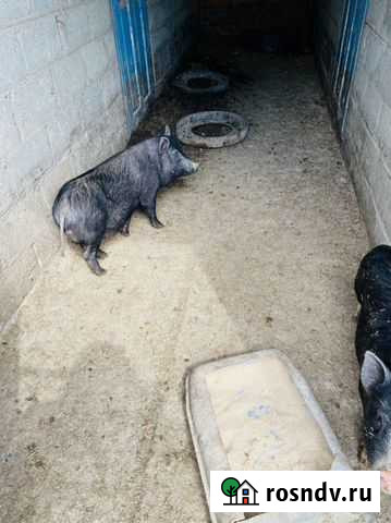 Вьетнамские поросята Троицкая - изображение 1