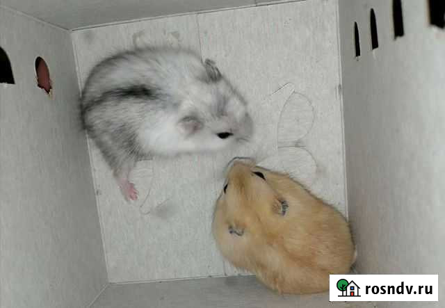 Джунгарские хомячки (бронь) Новоуральск - изображение 1