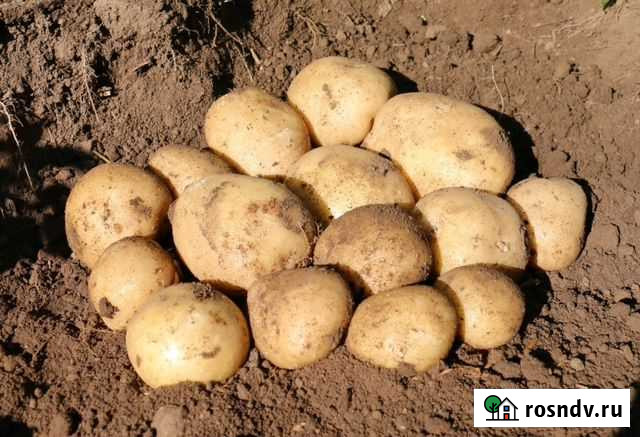 Продам домашний картофель Хабаровск - изображение 1