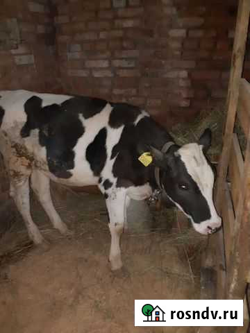 Корова Зарайск - изображение 1