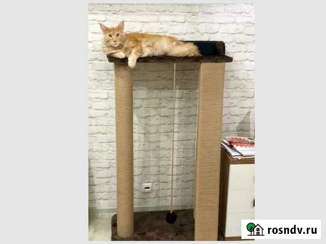 Когтеточки и комплексы для Мейн-кунов Санкт-Петербург - изображение 1