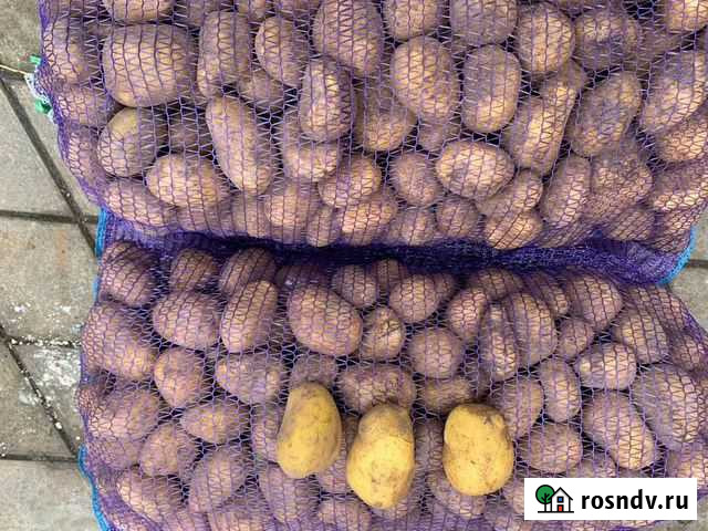 Картофель продовольственный Старонижестеблиевская - изображение 1