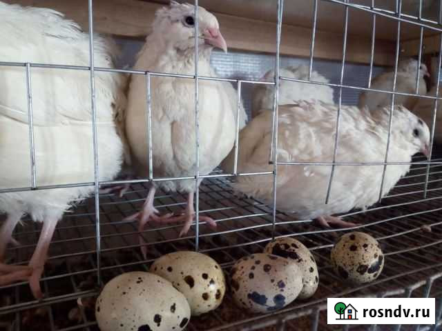 Перепела Тбилисская - изображение 1