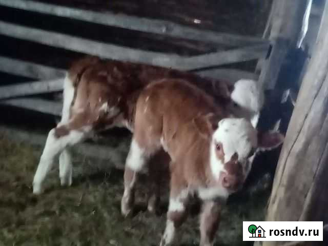 Телята Мраково - изображение 1