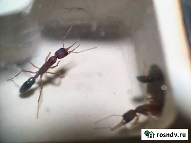 Harpegnathos saltator, iridomyrmex purpureus Москва - изображение 1