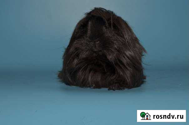 Морские свинки девочки разных пород и окрасов Москва - изображение 1