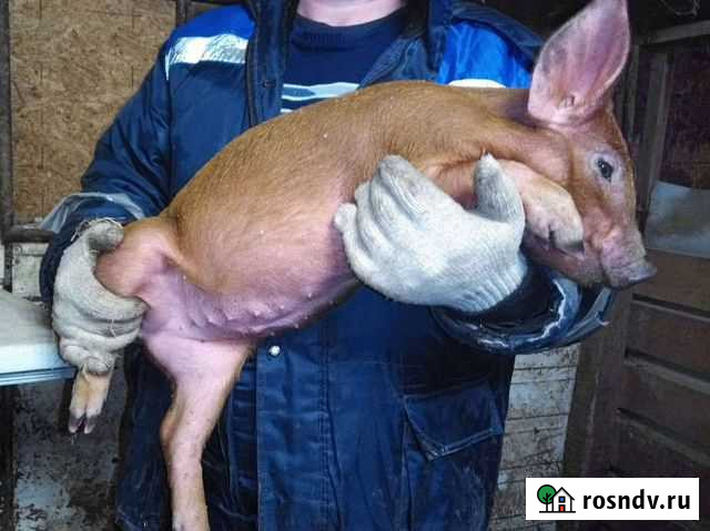 Поросята породы дюрок Кинешма - изображение 1