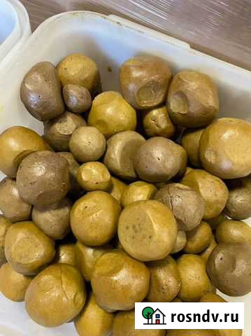 Прополис Алтайский скатанный 2021 г Бийск - изображение 1