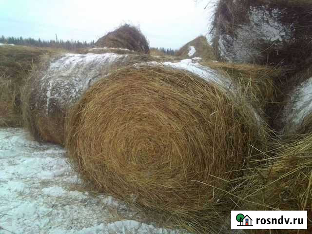 Сено в рулонах Боготол - изображение 1