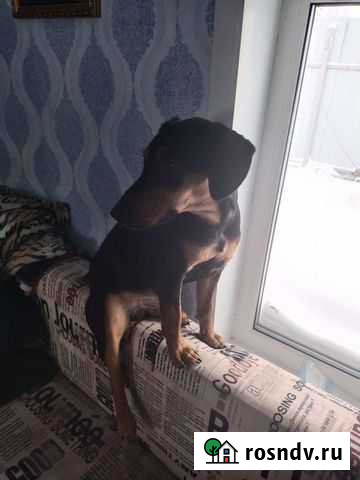 Вязка ягдтерьера Саратов - изображение 1