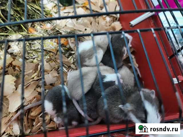 Крысята дамбо, капюшончатые Новосибирск - изображение 1