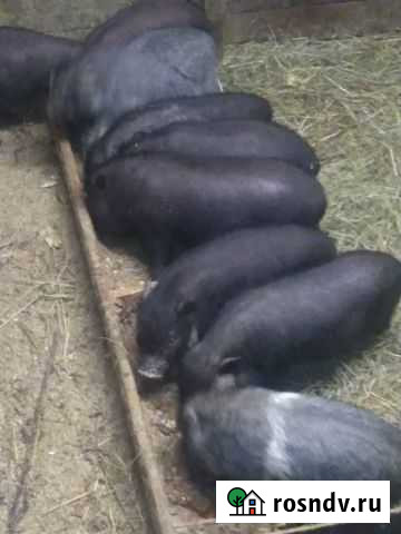 Вьетнамские поросята Новоалтайск - изображение 1