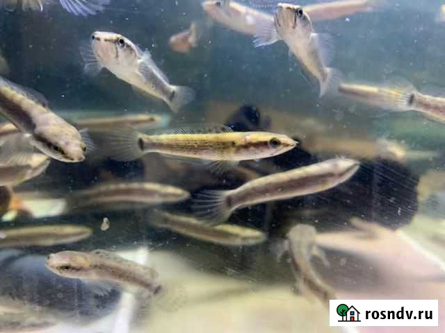 Аквариумная рыба Змееголов Пульхра Москва - изображение 1